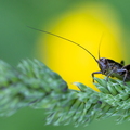 Sauterelle Cantalienne