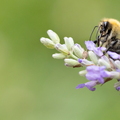 Lavandula rider