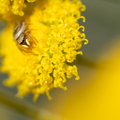 Heliophanus & Santoline