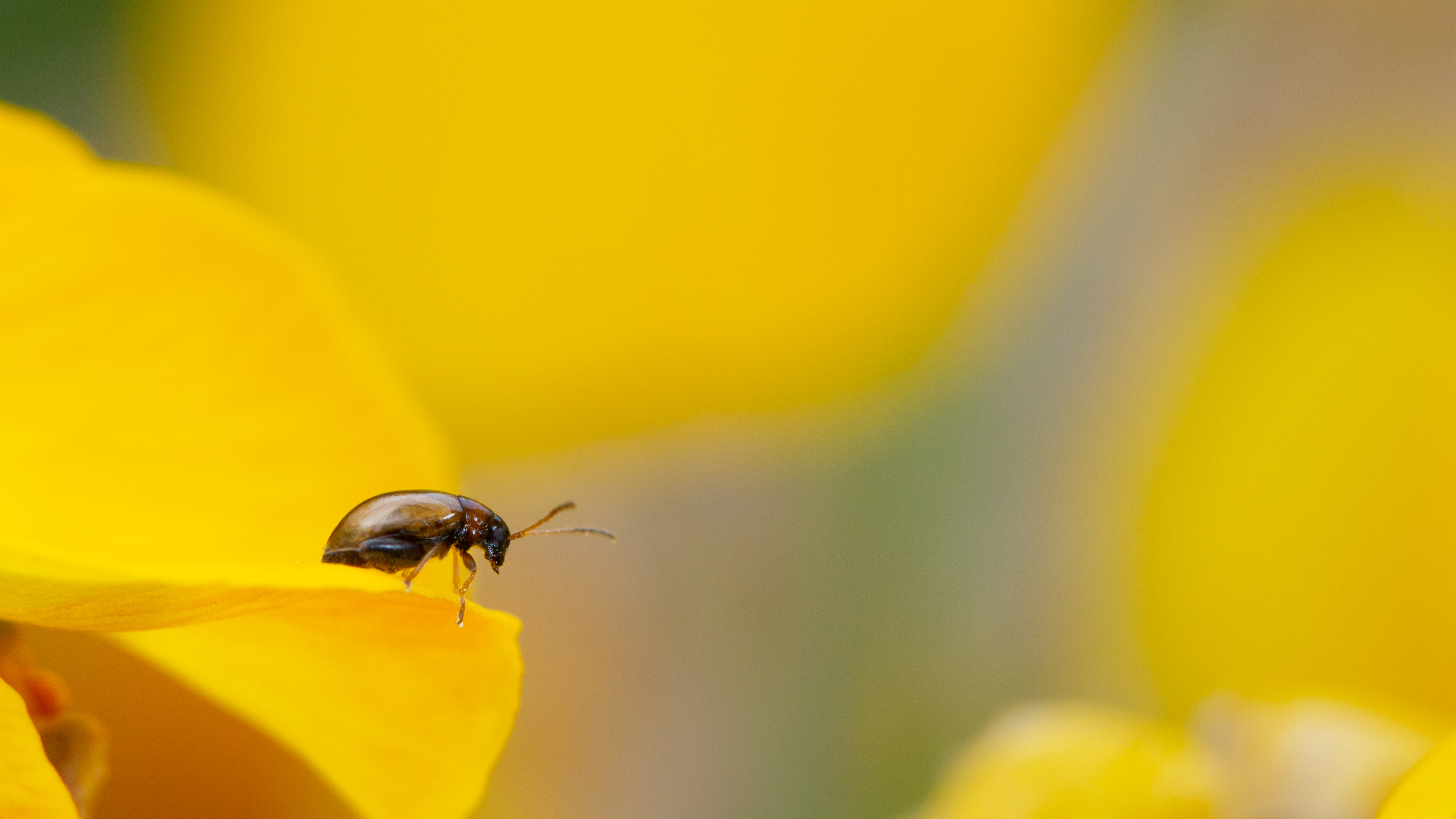Chrysomelidae_Longitarsus_Labarthe_180428_9542.jpg
