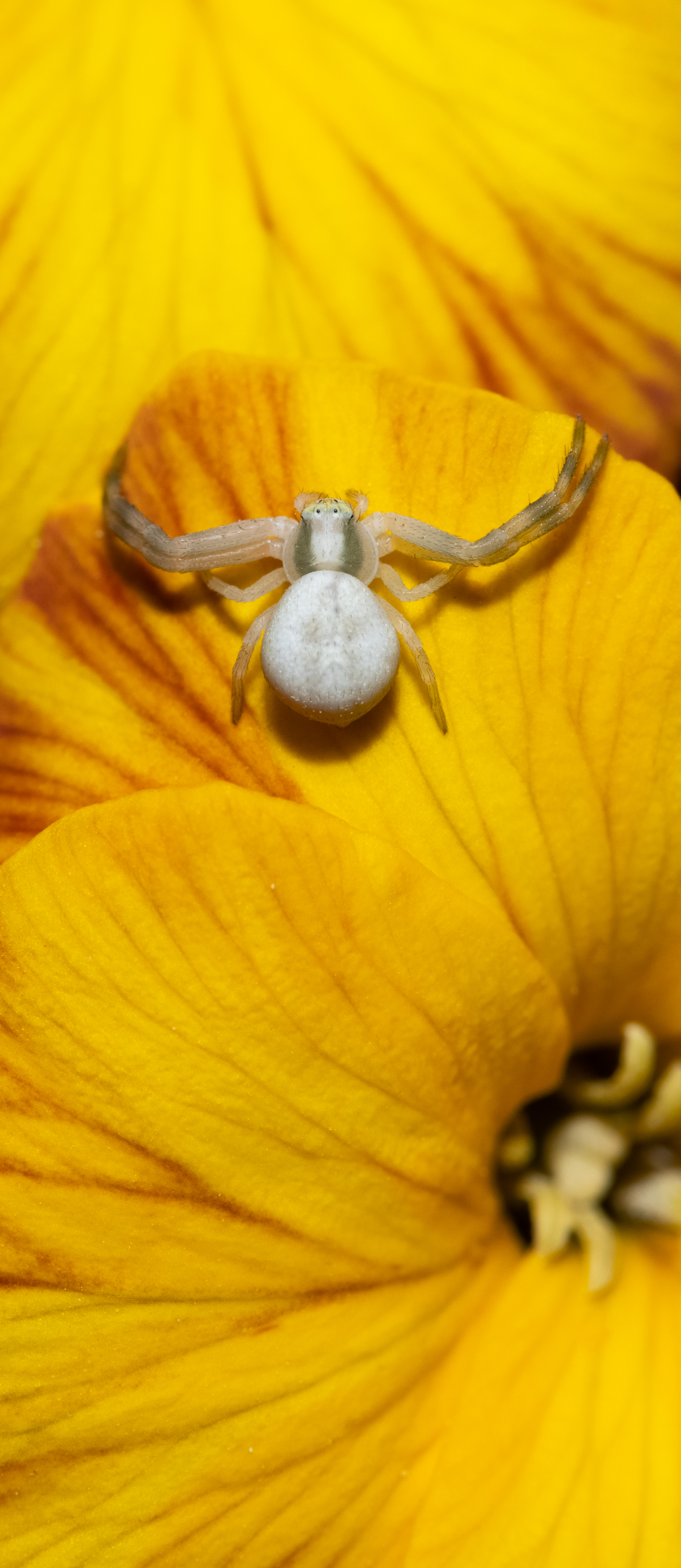 MisumenaVatia_Labarthe_210404_5380.jpg