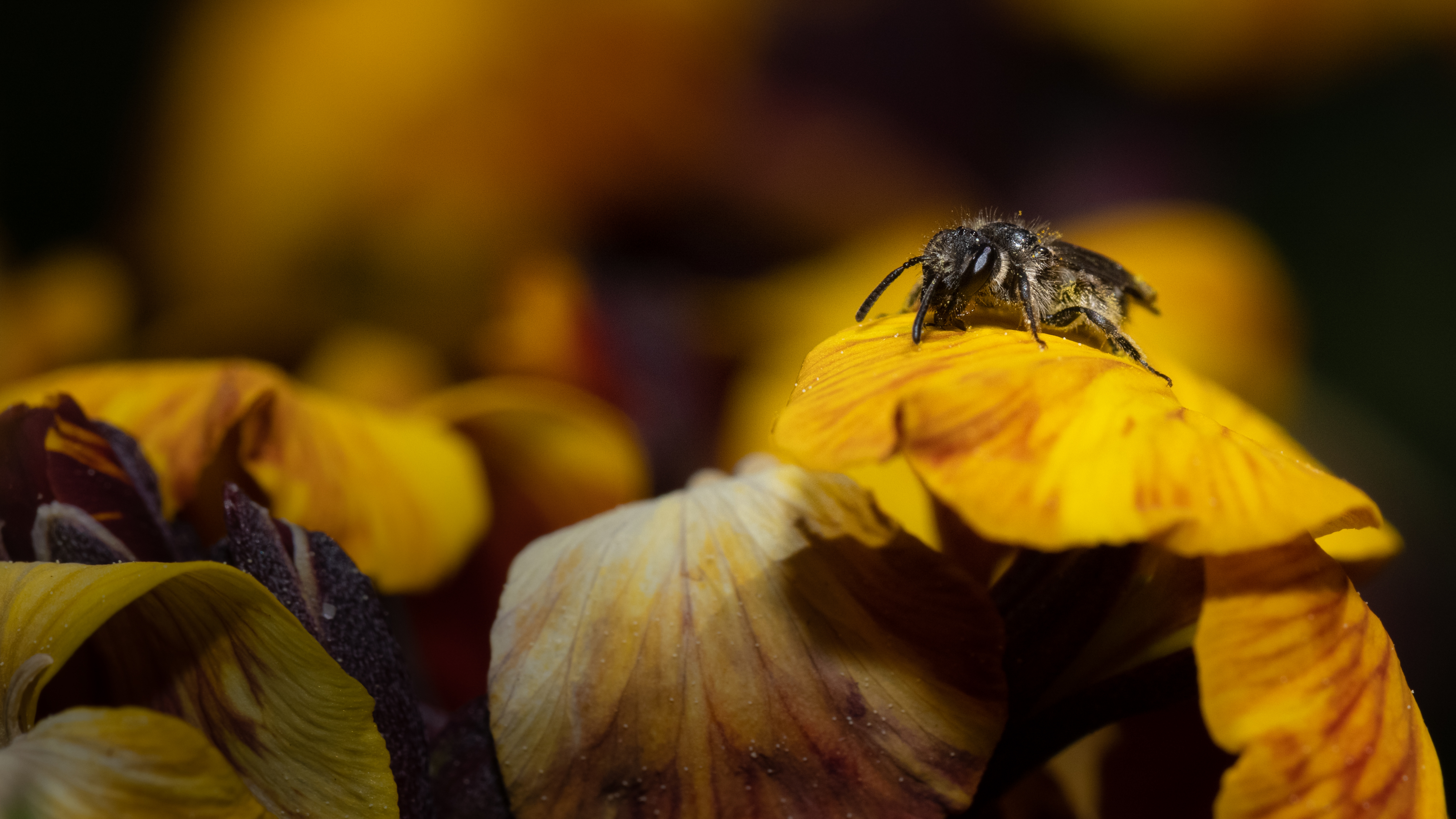 Apoidea_Labarthe_210407_5507.jpg
