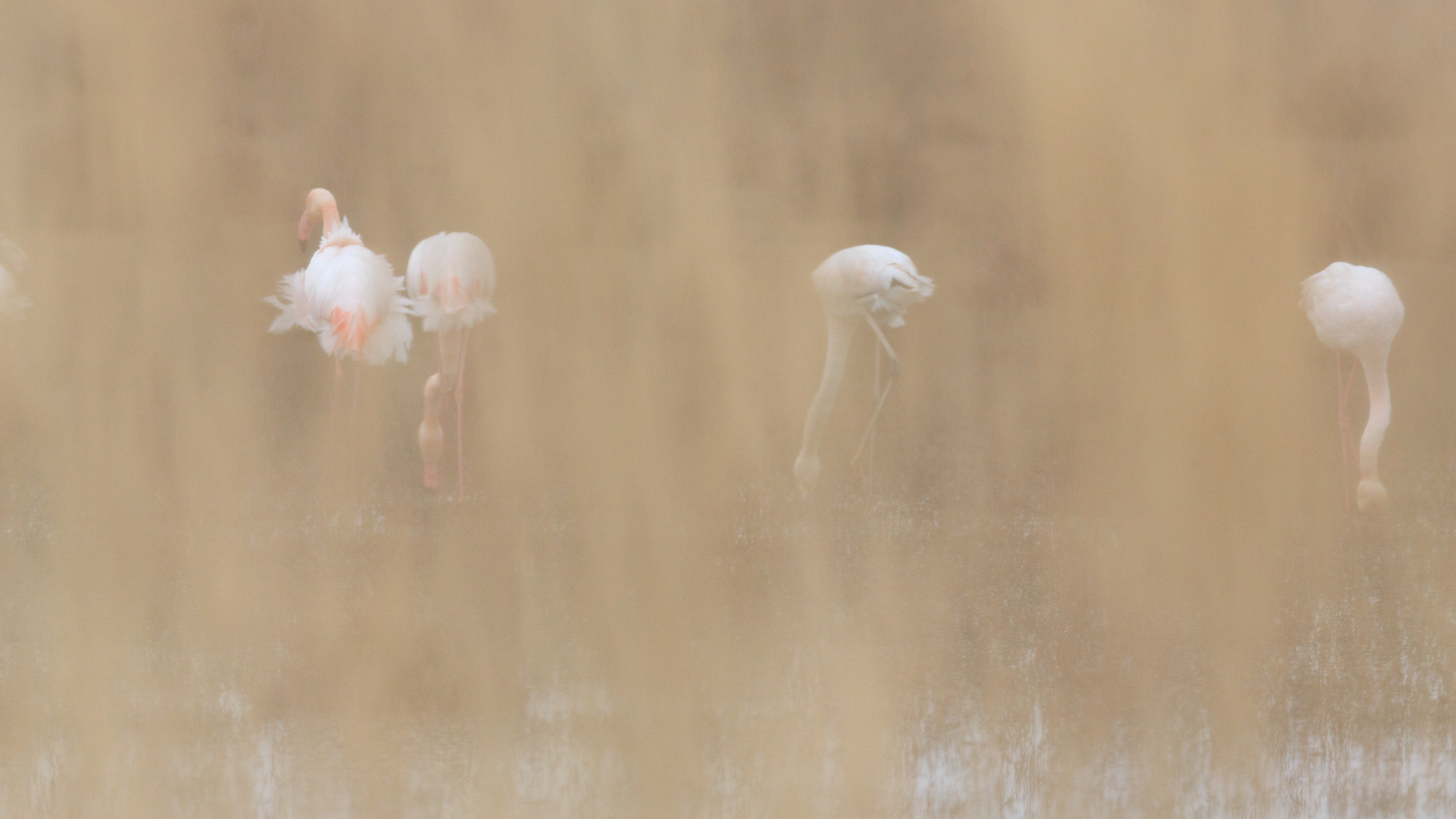 Flamant_Fangassier_180225_6150.jpg