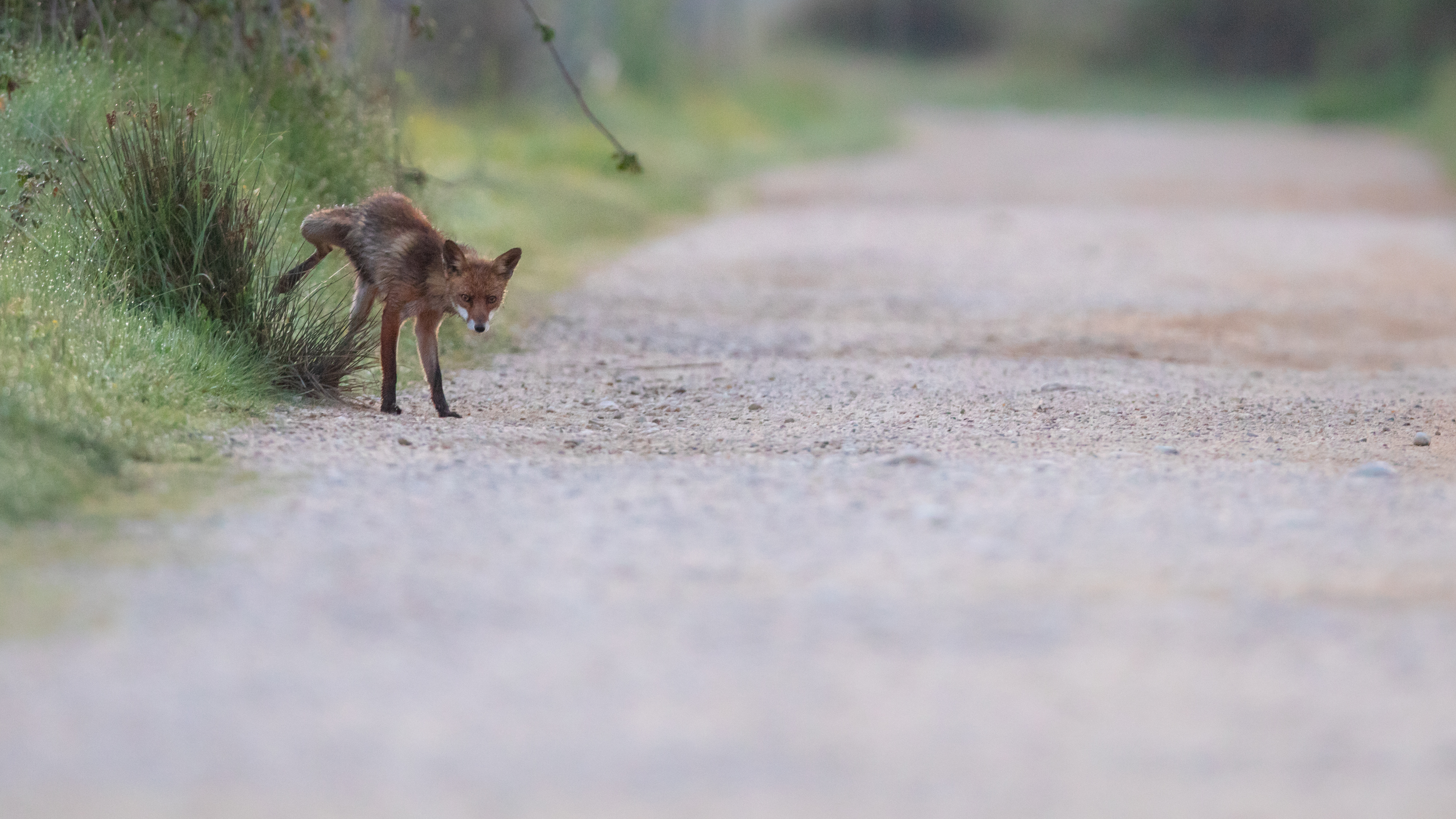 Renard_CortaletAiguamolls_190501_3400.jpg