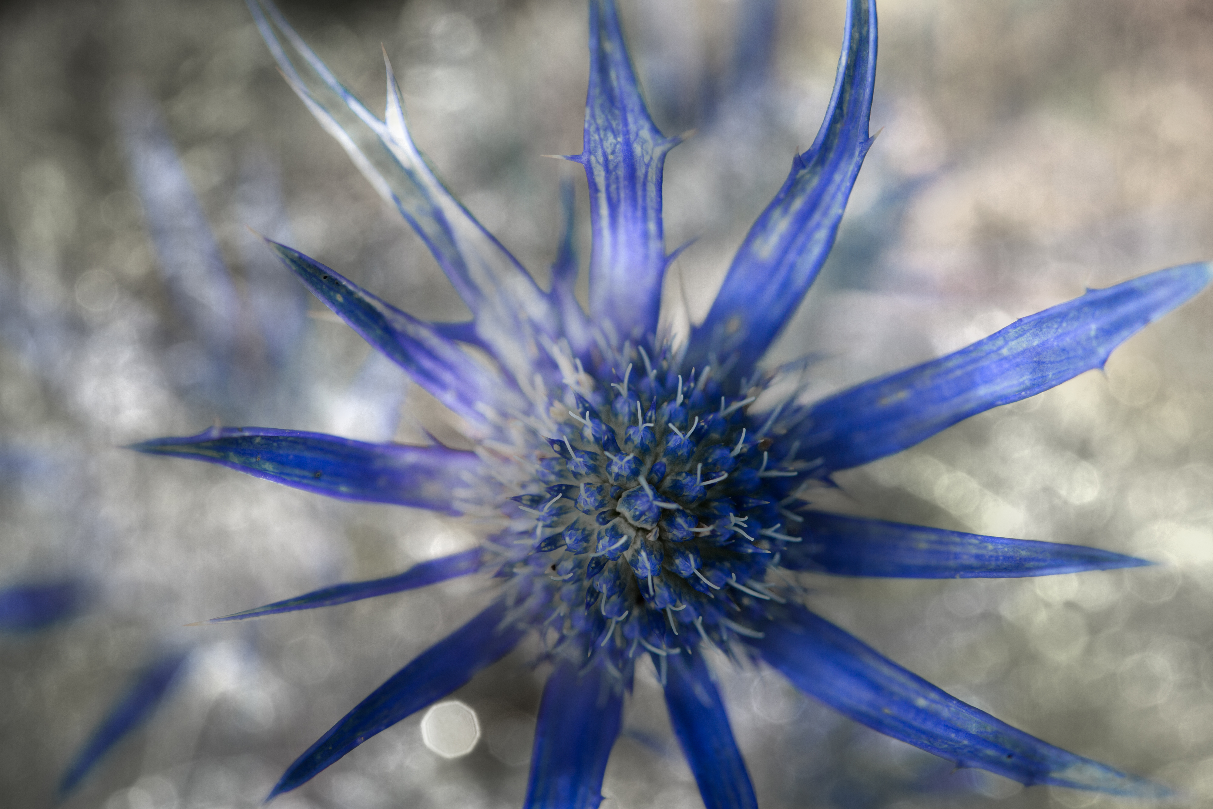 ChardonBleu130714_5298.jpg