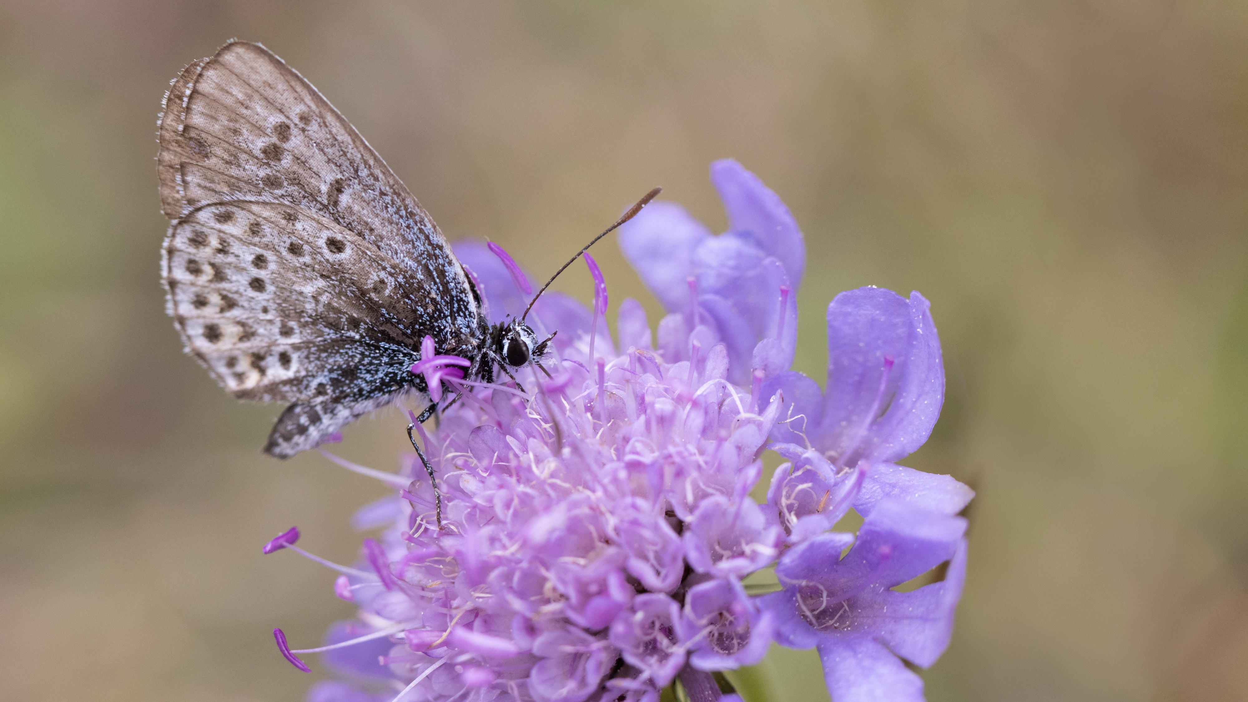 Lycaenidae_Oueil_20210923_54110_mod.jpg