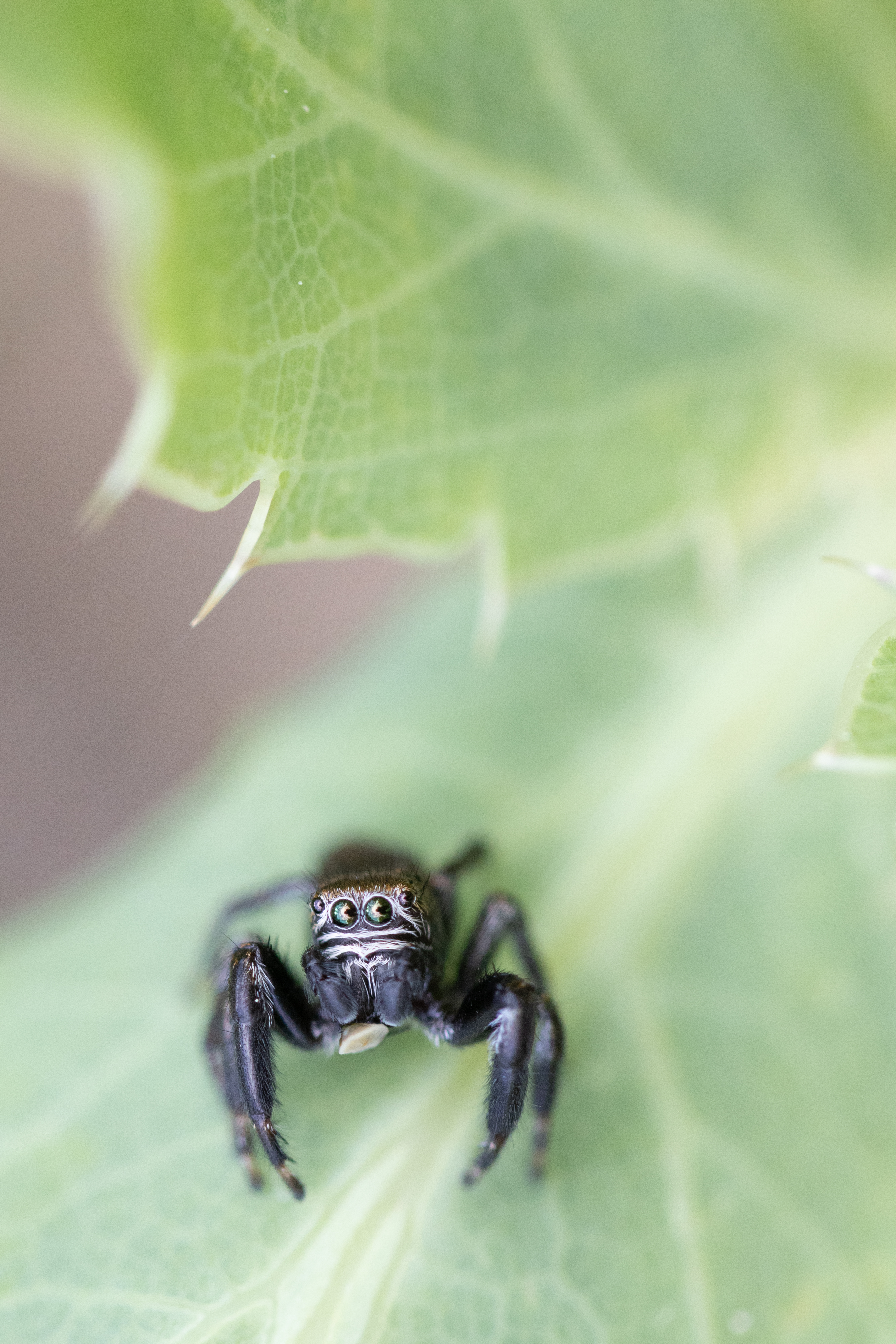 EvarchaArcuata_Grepiac_210605_52058.jpg