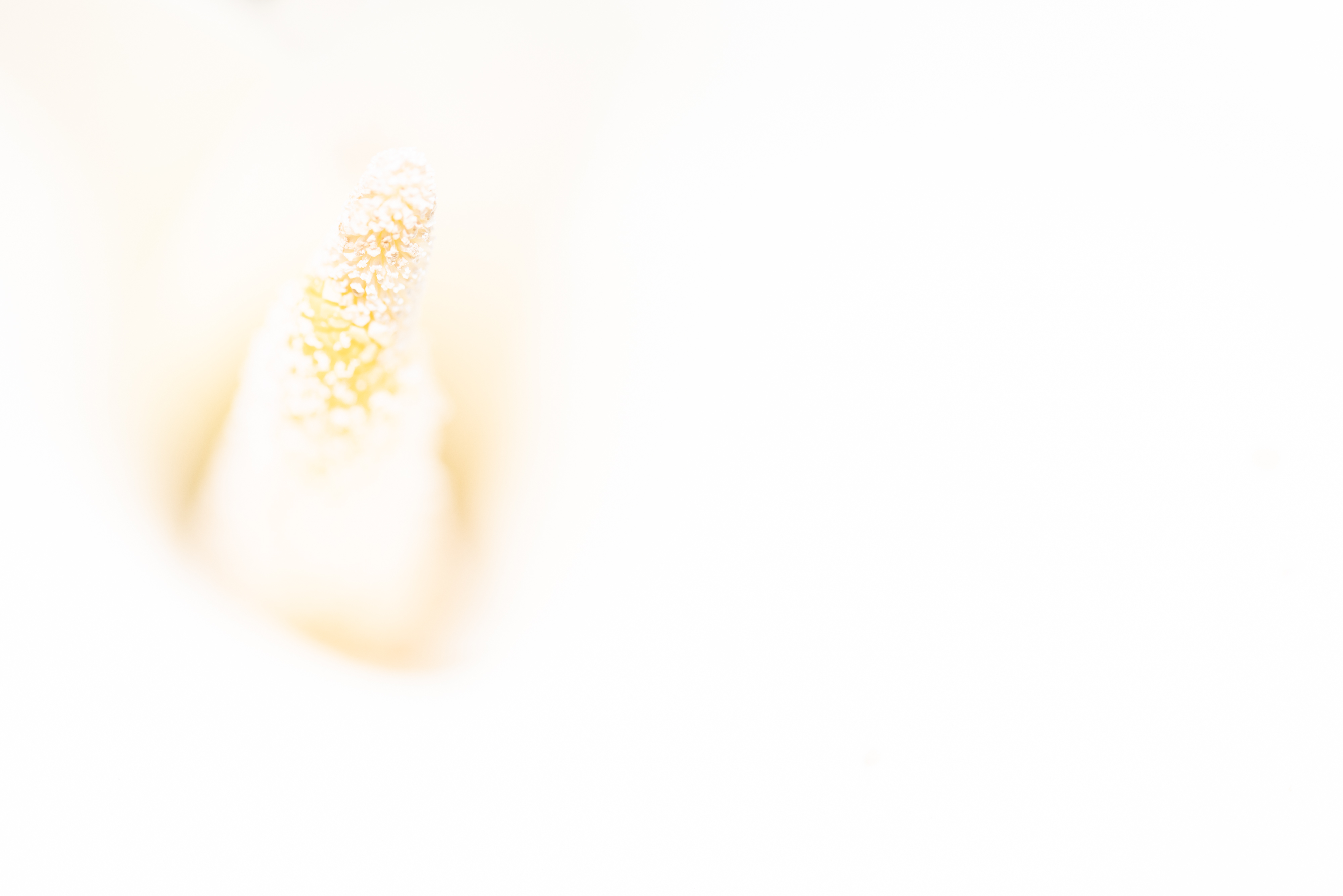 Arum_Labarthe_20230419_51853.jpg