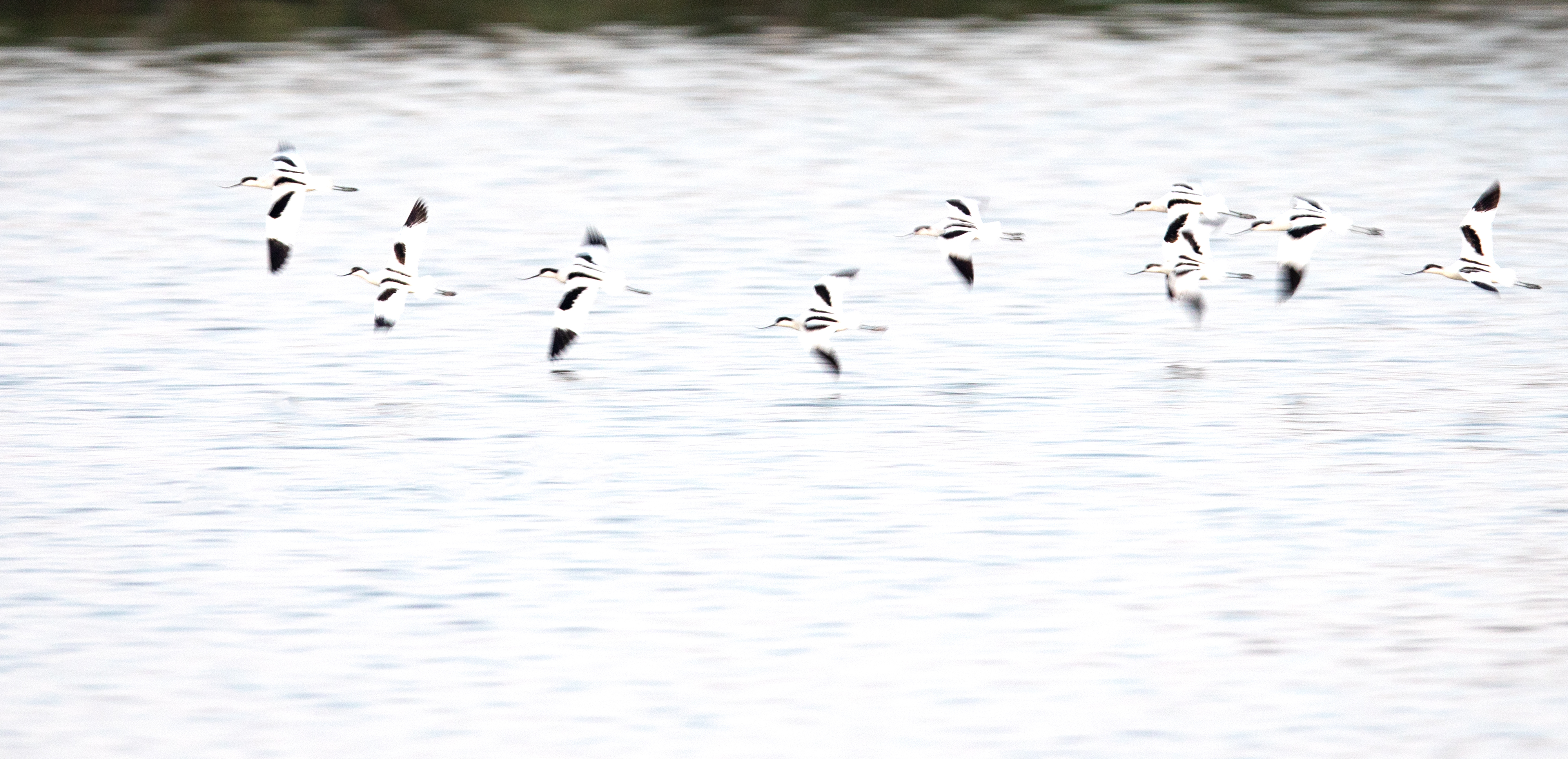 AvocetteElegante_LeTeich_200923_7289-mod.jpg