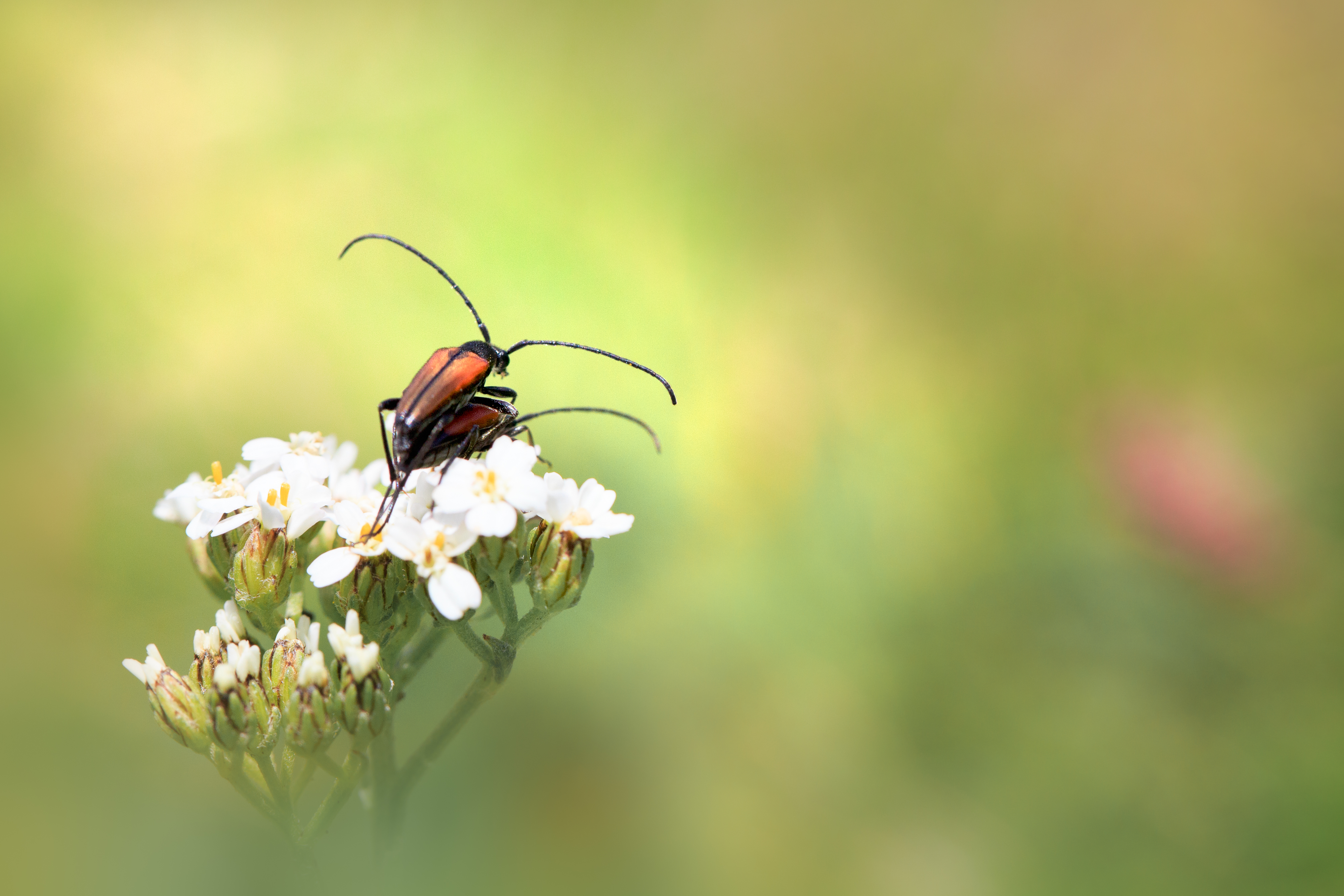 Cires_140726_4642 -2.jpg