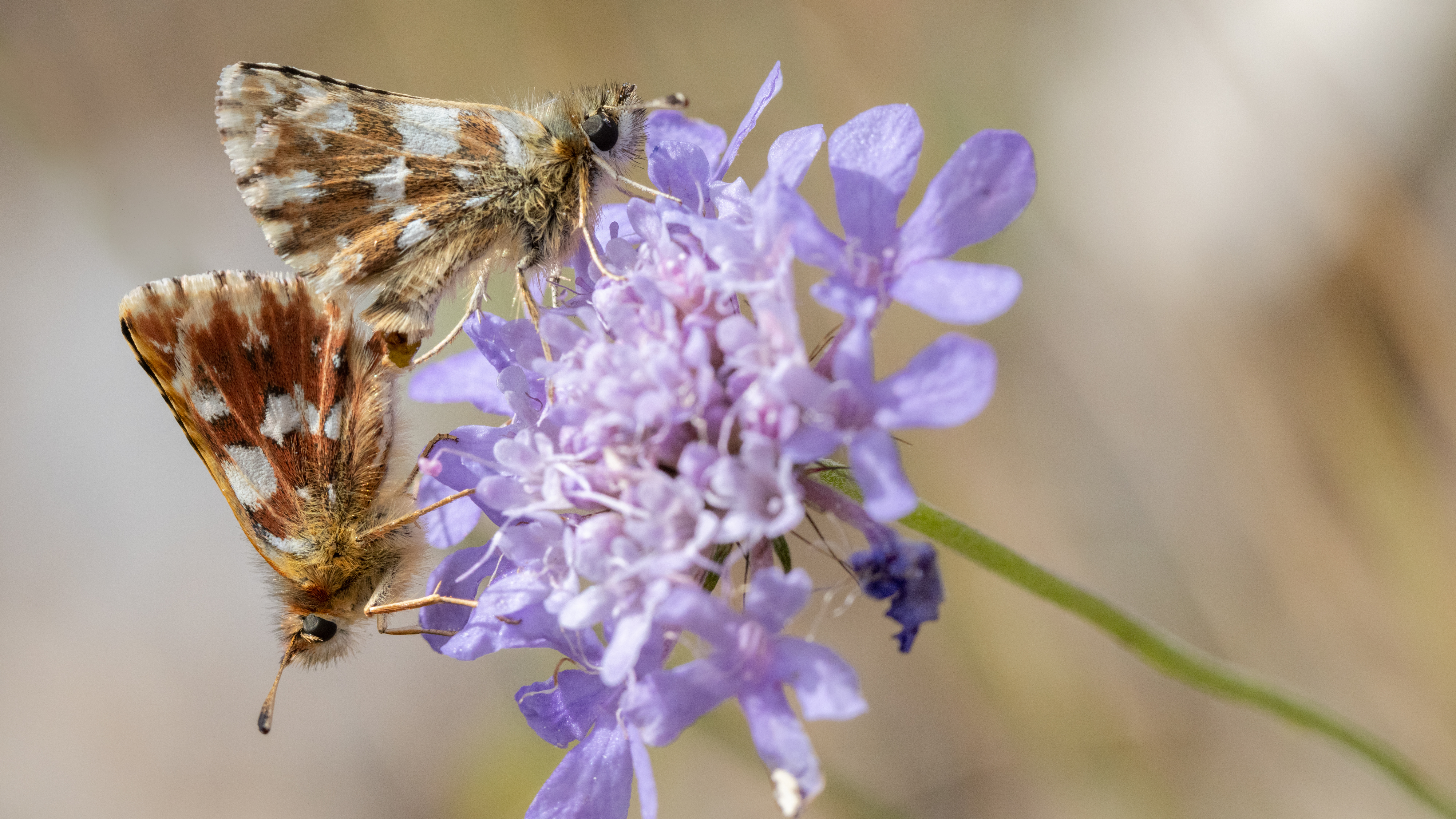 Hesperidae_Oueil_20210923_54077_mod.jpg