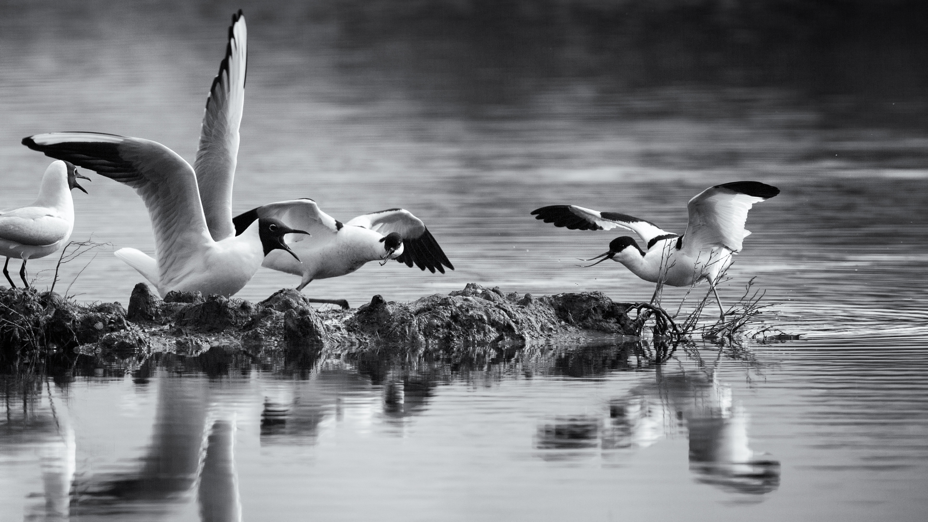 MouetteRieuseAvocette_LeTeich_8746_180414_nb2.jpg