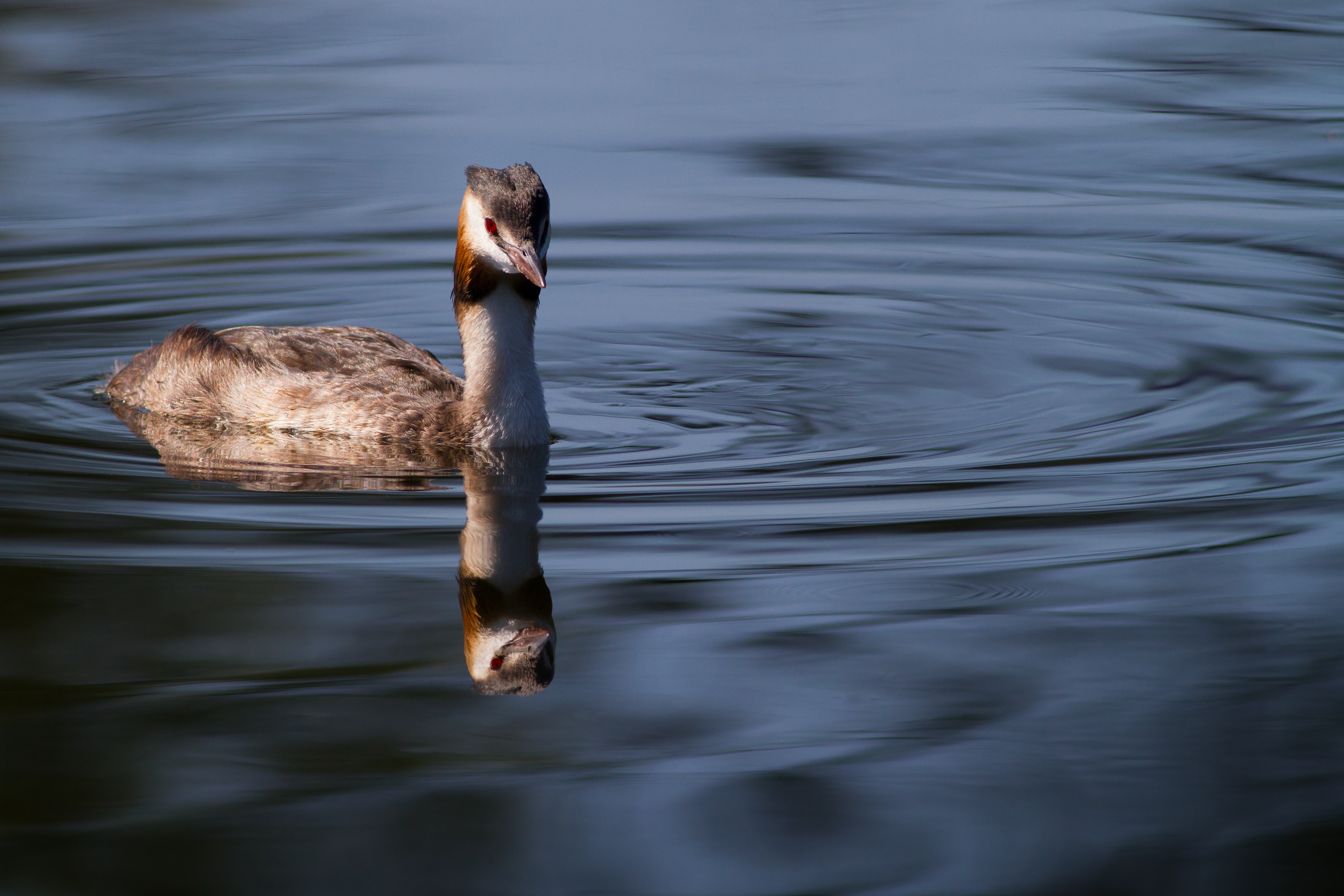 GrebeH_20121005_014-2.jpg