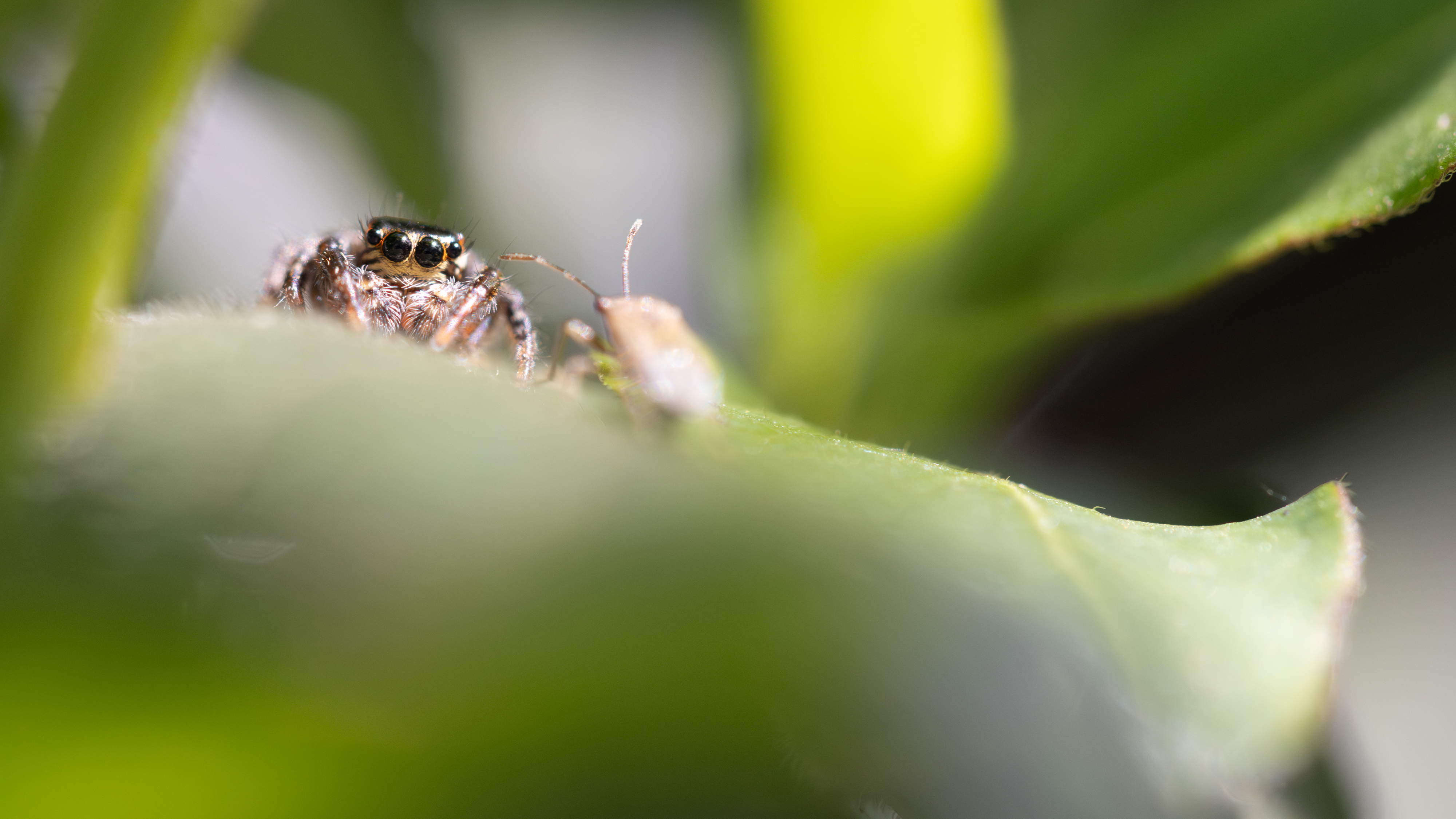 Salticidae_Labarthe_20240317_59934-Avec accentuation-Bruit.jpg