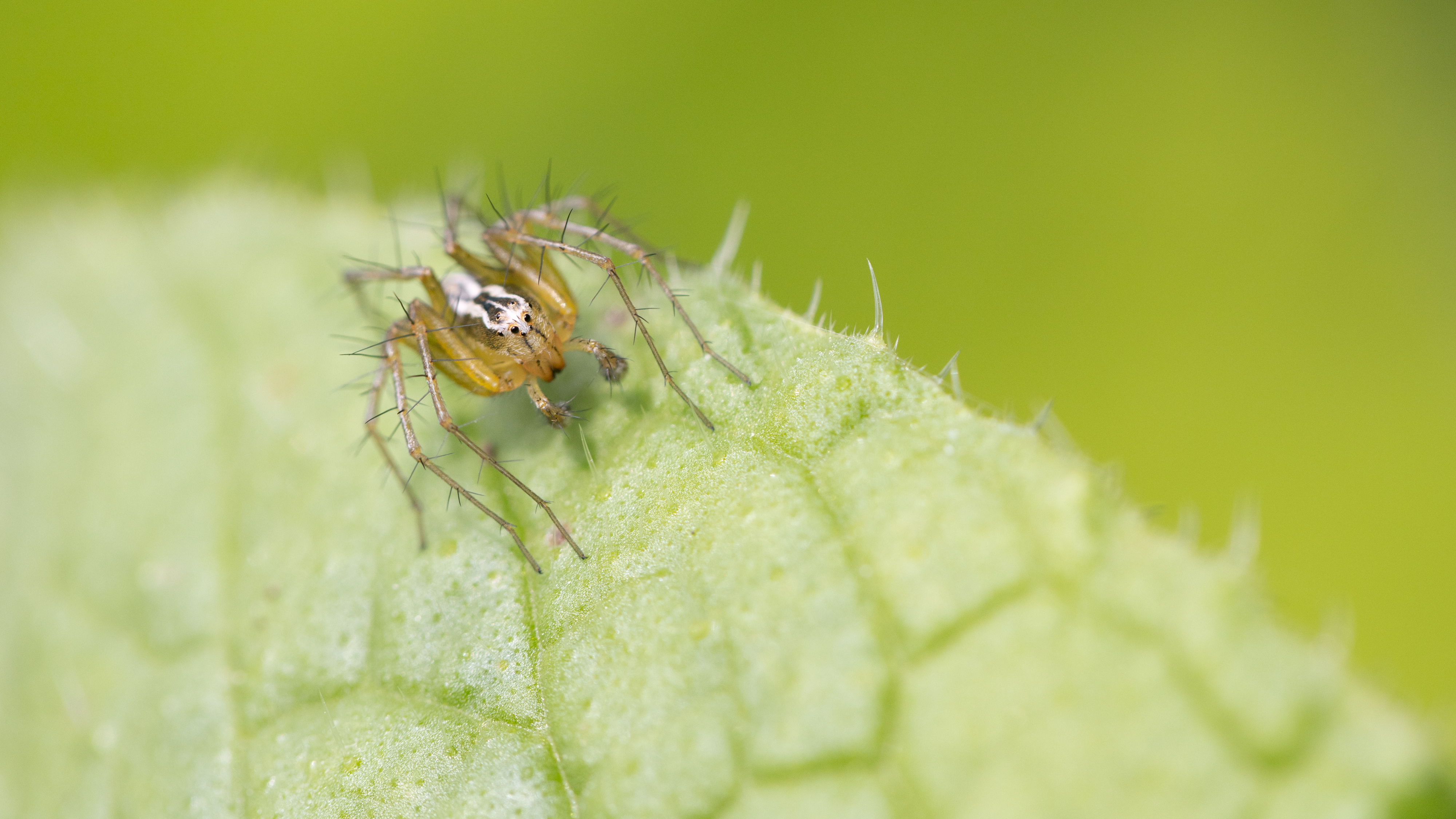 OxyopesLineatus_Labarthe_20240607_52134.jpg